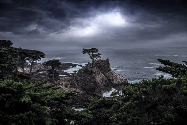 Самотній Cypress дерево в Монтерей узбережжя Каліфорнії — стокове фото