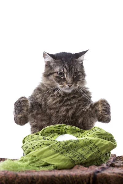 Katze mit einer Wahrsager-Kristallkugel — Stockfoto