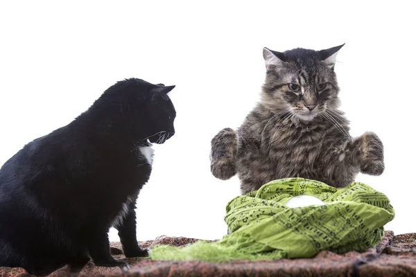 Kat met een Fortune Teller kristallen bol — Stockfoto