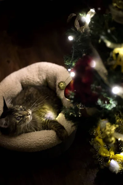 可爱的缅因州浣熊猫玩圣诞圣诞树装饰品 宠物在圣诞节袜子里 客厅是黑暗的 并点燃节日灯 — 图库照片