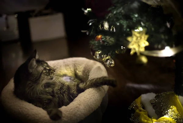 Roztomilý Mainská Mývalí Kočka Hraje Vánoční Ozdoby Pet Xmas Ponožka — Stock fotografie