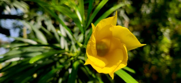 Landscape Shot Yellow Oleander Bloom Sunlight Summers India Surrounded Green — Stock Photo, Image