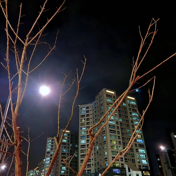 Edifício Residencial Noite Com Lua Brilhando Ramos Brilhantes Árvore Primeiro — Fotografia de Stock