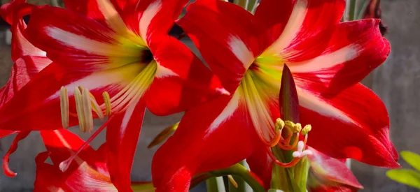 Two Striped Barbados Lily Blooming Sun Summers India Time Lock — Stock Photo, Image
