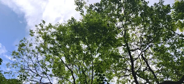 Textura Folhas Árvore Com Valores Diferentes Contra Céu Azul Verão — Fotografia de Stock