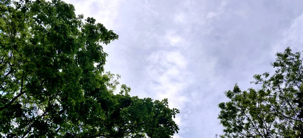 在充满白云的印度夏日的天空中 角落里的树木和树叶 — 图库照片