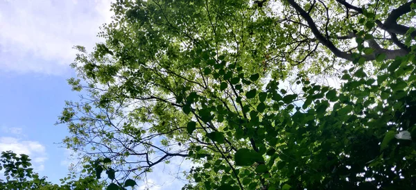 Hojas Árbol Textura Con Diferentes Valores Frente Cielo Azul Verano — Foto de Stock