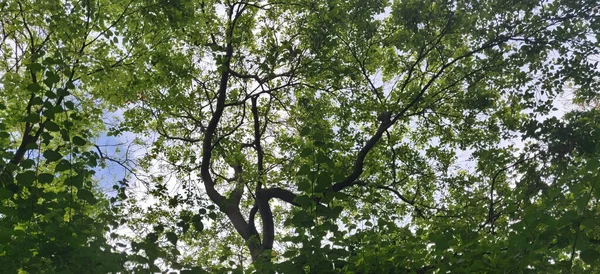 Ombra Foglie Consistenza Della Corteccia Degli Alberi Estate India Durante — Foto Stock