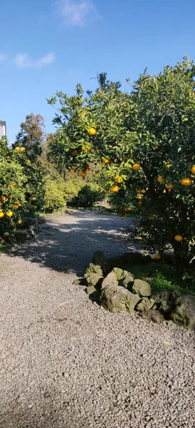 Mandarin Apelsinträd Gård Jeju Island Sydkorea — Stockfoto