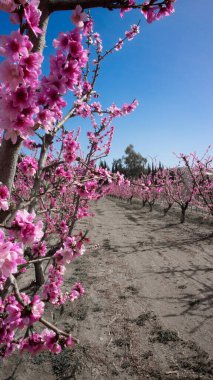 Tarım alanında Paraguay meyvesi çiçeği