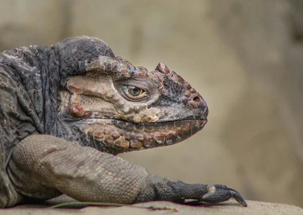 Cyclura Cornuta Çok Gergedan Iguanası Olarak Bilinir — Stok fotoğraf