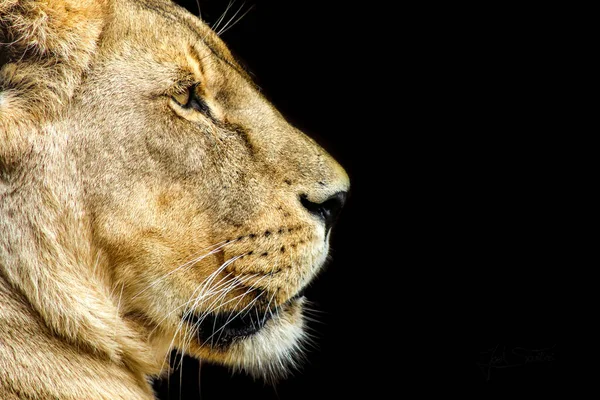 Lioness Black Background — Stock Photo, Image