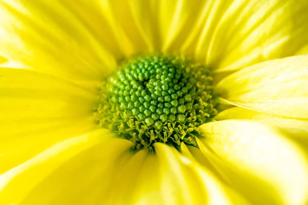 緑と黄色のデイジーマクロ写真 — ストック写真