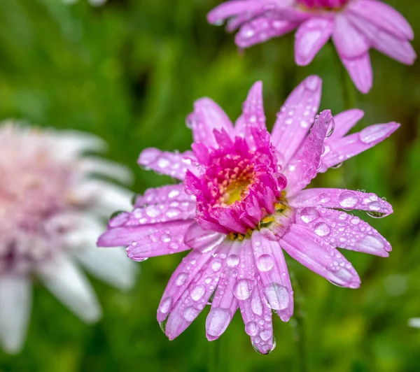 庭に水滴のあるマクロフラワー — ストック写真