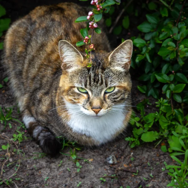 Chat Aux Yeux Verts Reposant Dans Les Ombres Sur Jardin — Photo