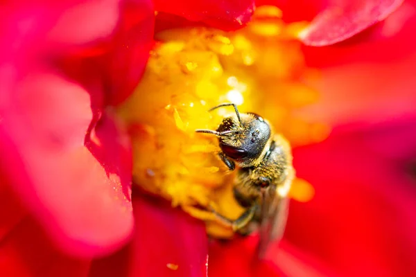 Makro Krmení Včel Jasného Květu — Stock fotografie