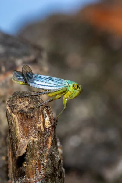 Fotografie Macro Lăcustă Albastră Verde — Fotografie, imagine de stoc