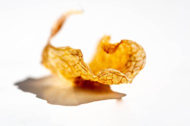 Kuru yaprak gölgeli beyaz arkaplanda düştü