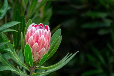 Bahçede bulunan Macro pembe çiçeği.