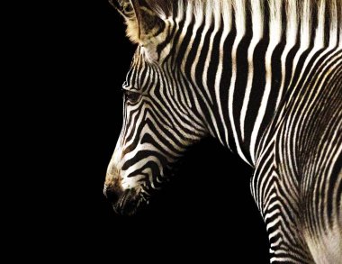 Koyu arkaplanda doğa siyah ve beyaz desenler