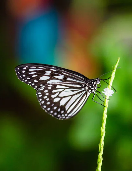 Borboleta Preta Branca Macro Grama — Fotografia de Stock