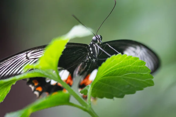 Чорно Білий Метелик Листі Макро — стокове фото
