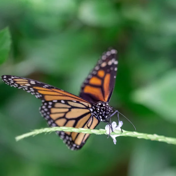 Чорно Оранжевий Метелик Траві Квітка — стокове фото