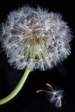 Karahindiba ayrıntıları siyah arkaplanı kapat