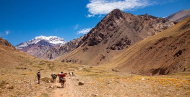 Aconcagua, Andes, Arjantin 'deki ana kampa yürüyüş ekipmanları taşıyan katırlar.