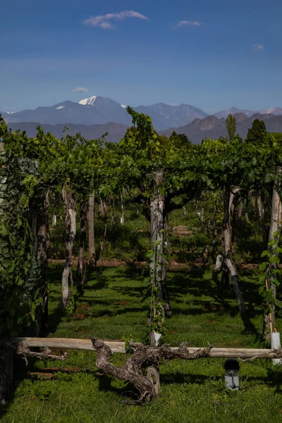Malbec And Dağları manzaralı Arjantin 'in Mendoza kentindeki şarap mahzeninde bitki yetiştiriyor.