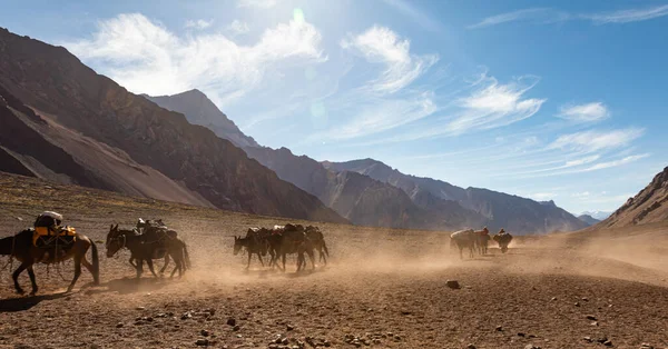 And Dağları, Arjantin 'deki Aconcagua' ya seyahat için bagaj taşıyan katırlar.