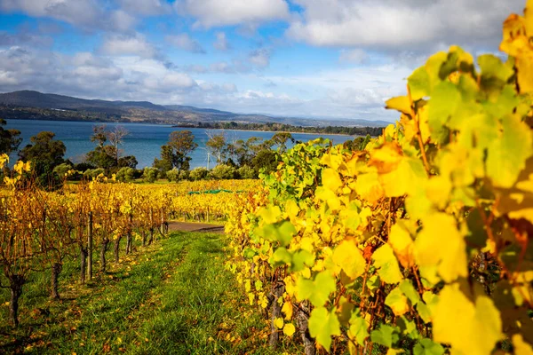 Tamar Vadisi 'ndeki Wineyards, Tazmanya, Avustralya