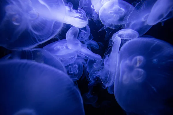 Su tankında floresan denizanası (Medusozoa)
