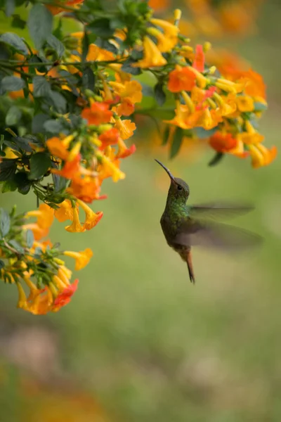 Flying Hummingbird Colibri Garden Flowers — Stock Photo, Image