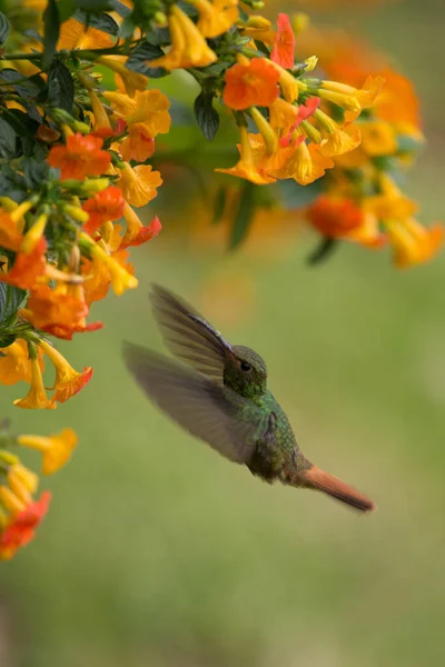 Flying Hummingbird Colibri Garden Flowers — Stock Photo, Image