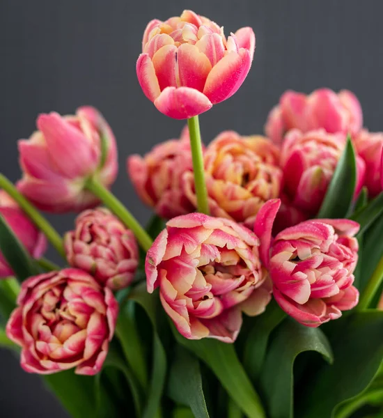 Tulipas Papagaio Vermelho Amarelo Fundo Cinza — Fotografia de Stock