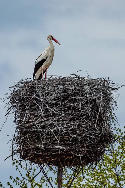 Beyaz leylek (Ciconia ciconia) Polonya 'nın Mazury Bölgesindeki yuvada
