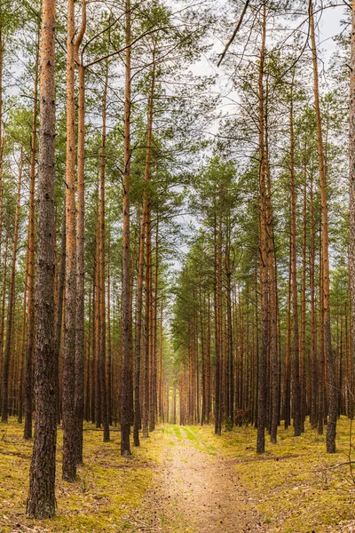Polonya 'nın Mazury bölgesindeki çam ağacı ormanının yolu