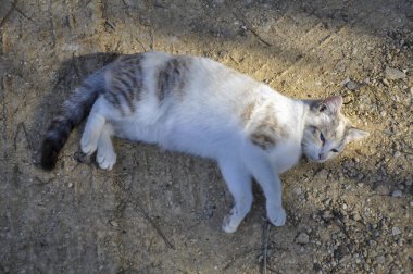 Yaban kedisi yerde