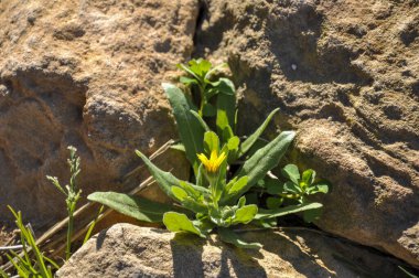 Taşların arasında sarı yabani çiçek