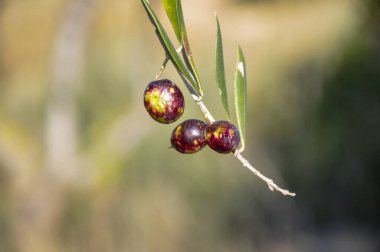 Ağaç dalında siyah zeytin