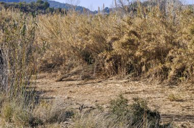 Sazlık alanının arkaplanı