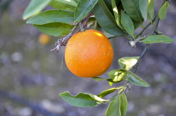 枝に吊るすオレンジ — ストック写真