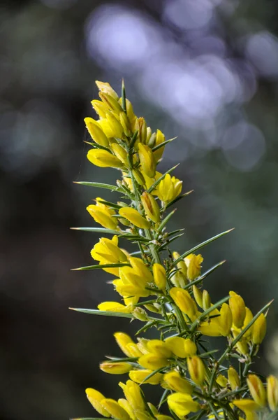 Floare Galbenă Soare Primăvara — Fotografie, imagine de stoc