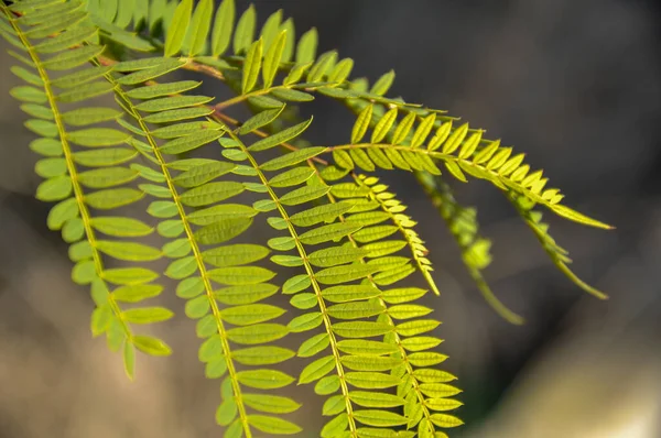 Foglie Verdi Felce Selvatica — Foto Stock