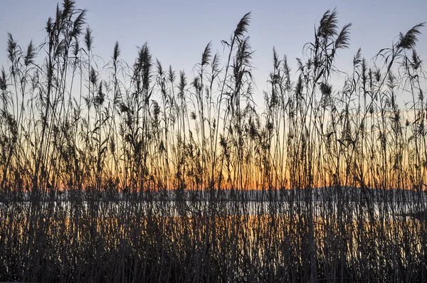 日没時に湖のシルエットをリード — ストック写真