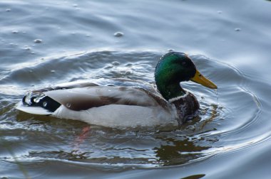 Sudaki ördekler yansıyor