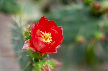 Bitkide yetişen kırmızı çiçek.