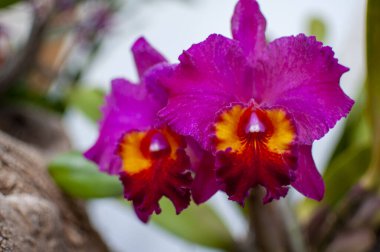 Bitkide yetişen mor orkide çiçeği.