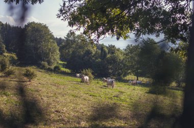 Yeşil bir çayırda otlayan inekler
